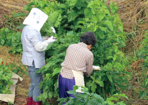 さぬきマルベリーティー