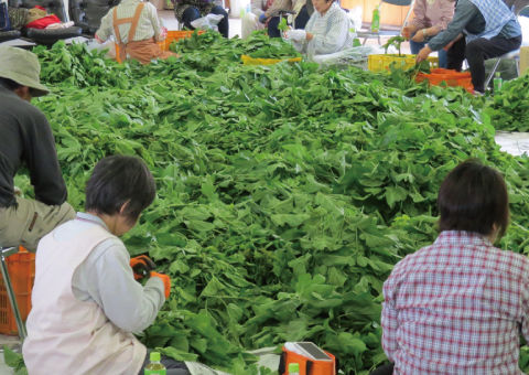 さぬきマルベリーティー