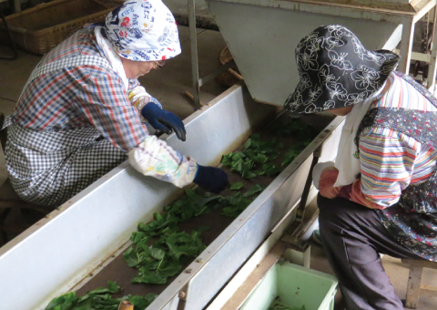 さぬきマルベリーティー